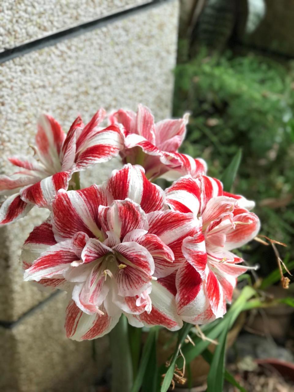 花蓮 達芙妮花園民宿 Ji'an Exterior foto